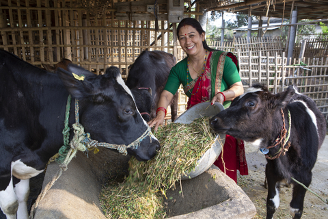 Nepalese dairy farmer taking part in climate-smart project. (Photo Courtesy Heifer Netherlands)