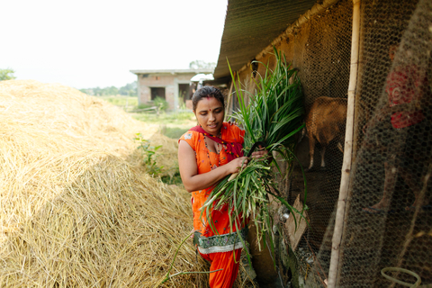 thumbnail Nepalese dairy farmer taking part in climate-smart project. (Photo Courtesy Heifer Netherlands)