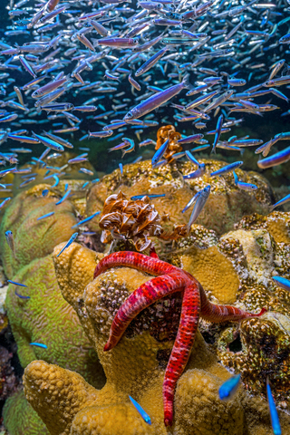 Mary Kay’s partnership with The Nature Conservancy and support of its global reefs and oceans initiatives aim to improve ocean health through the protection and restoration of critical habitats such as coral reefs, oyster reefs, and coastal wetlands. (Credit: Tom Shlesinger, TNC Photo Contest 2022)