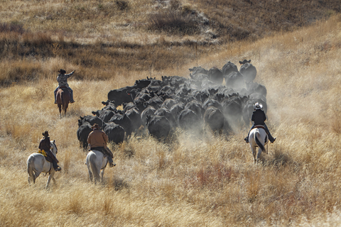 The annual cattle drive at the Sterling Ranch community in Douglas County, CO provides rotational grazing and fire mitigation as the herd is moved to their winter pastures. Cattle drives are a longtime western tradition and grazing of cattle is a key part of the strategy of building a robust ecosystem and is part of the unique vision of Sterling Ranch where the community lives with nature. By grazing the land, fire risk is reduced and the hooves of the cattle aerate the land, the cow manure fertilizes the land, and the low grass provides protection from predators. (Photo: Business Wire)