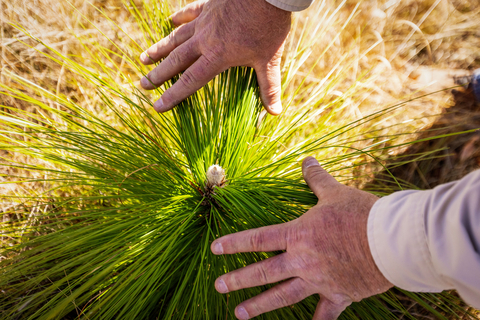 The 69-acre reforestation project will provide key environmental and biodiversity benefits such as restoring and preserving the primary source of drinking water for Bay County, Florida and improving the habitat for area wildlife including deer, bobwhite quail, Sherman’s fox squirrels, and gopher tortoises. (Photo: Arbor Day Foundation)