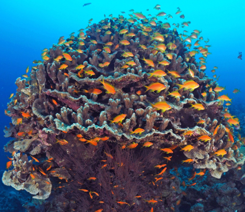 Mary Kay’s support of TNC’s “Super Reefs” project helps identify, protect, and grow a global network of Super Reefs to secure the future of coral reefs. (Credit: Tom Shlesinger, TNC Photo Contest 2021)