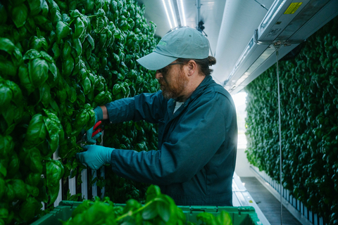 Square Roots has pioneered a vertically integrated model for indoor farming, and can deploy its modular, cloud-connected farms in any location on a small footprint at quick speed to create optimal conditions to consistently grow fresh produce throughout the year. The first Square Roots farm, approximately 20,000 square feet in size, is planned for UNFI’s Prescott, Wis. facility and is scheduled to open in 2023. (Photo: Business Wire)