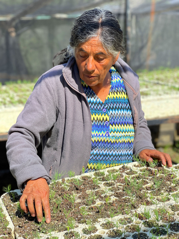 Local women have dedicated themselves to restoring the vegetation cover and producing native tree species in nurseries to maintain the area’s environmental resiliency in Cumbres National Park, a natural reserve known as “The Lungs of the Region” and where fires and clear cutting have destroyed over 30% of the forest. (Credit: The Nature Conservancy Mexico)