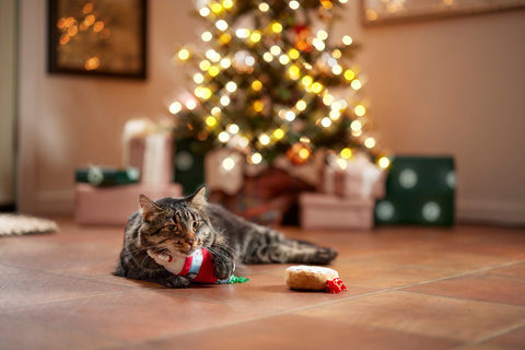 Festive holiday cat waiting for a Chewy Claus delivery.  (Photo: Business Wire)