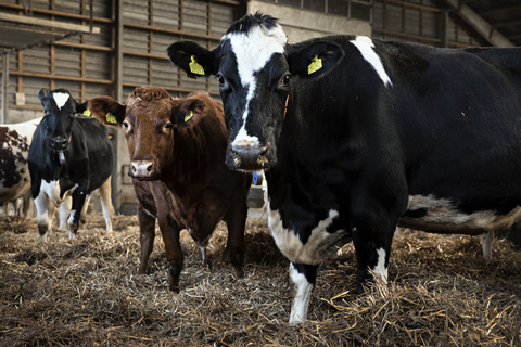 Cattle. Credit: Food Nation & Niels Hougaard (Photo: Business Wire)