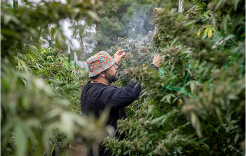 thumbnail (Photo: Silent Seeds)