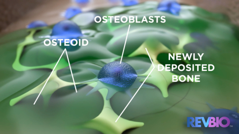 thumbnail Prior studies have demonstrated that TETRANITE® is replaced with bone via substitution as it dissolves, stimulating osteoblast cells to produce osteoid (bone precursor) which is then mineralized during the process of bone maturation. (Graphic: Business Wire)