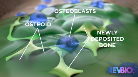 Prior studies have demonstrated that TETRANITE® is replaced with bone via substitution as it dissolves, stimulating osteoblast cells to produce osteoid (bone precursor) which is then mineralized during the process of bone maturation. (Graphic: Business Wire)
