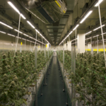 Riassunto: Fluence scelta come partner tecnologico nel segmento LED dai più importanti coltivatori di cannabis nel mercato portoghese in crescita 4