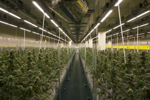 thumbnail Fluence LEDs in action at the Key Leaves facility in Portugal (Photo: Business Wire)