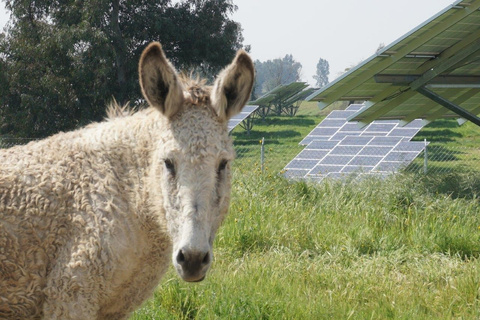 Pristine Sun solar farms are designed and built to allow grazing between rows of panels, making them more sustainable than typical solar farms. Pictured is Donald the Donkey, whose role was to protect sheep from coyotes and dogs at Pristine’s Terzian Solar Project in Fresno County, California. (Photo: Business Wire)