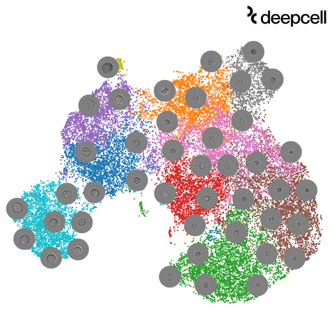 Deepcell releases new data sets to enable researchers to explore novel high-dimensional morphology data. To preview this high-dimensional morphology data, watch this video: https://www.youtube.com/watch?v=cEk917VzVEg (Graphic: Deepcell)