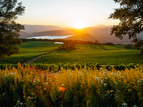 Vue du célèbre domaine viticole de Chappellet sur Pritchard Hill. (Photo : Business Wire)