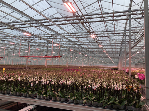 Orchids under Fluence LED lighting at Bernhard Kwekerijen, a rose, orchid and patio plant nursery. (Photo: Business Wire)