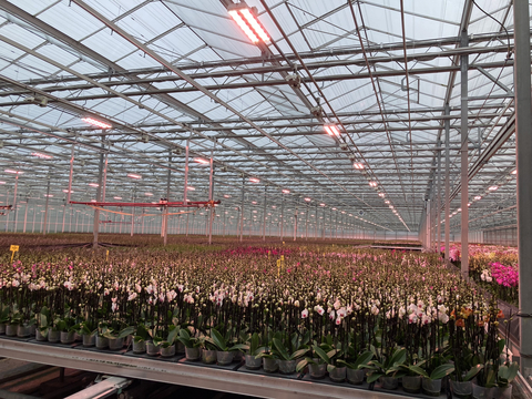 original Orchids under Fluence LED lighting at Bernhard Kwekerijen, a rose, orchid and patio plant nursery. (Photo: Business Wire)