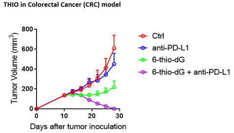 Figure Legend: THIO (6-thio-dG) is highly synergistic and curative with anti-PD-L1 agent atezolizumab in MC 38 cell-based syngeneic model of Colorectal Cancer (CRC). Treatment with THIO sequentially followed by atezolizumab results in highly potent anticancer effect, as compared to the effects of atezolizumab alone. THIO administration converts immunologically “cold non-responsive” CRC tumor into “hot and responsive to anti-PD-L1 agent atezolizumab”. (Photo: Business Wire)
