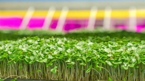 Micro Broccoli from GoodLeaf’s Vertical Farm, Guelph, Ontario (Photo: Business Wire)