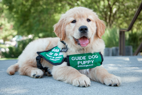 original A Guide Dogs for the Blind Labrador/Golden Retriever puppy is wearing a green puppy vest. The fluffy pup is smiling and showing her tongue. (Photo: Business Wire)