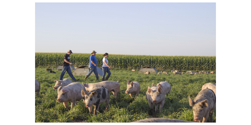 Fast Company Names Niman Ranch One of World’s Most Innovative Companies