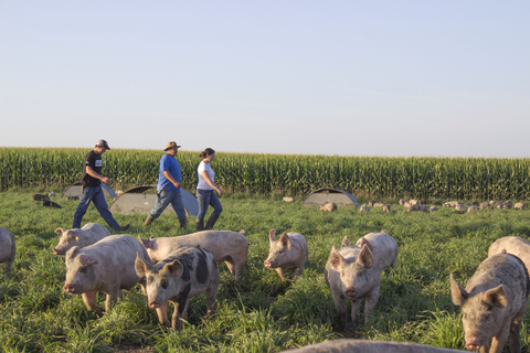 original Niman Ranch is recognized by Fast Company for its advocacy on humane animal care policy and support of independent family farmers. (Photo: Business Wire)