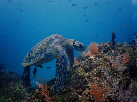 thumbnail The Soul Community Planet / Innoceana partnership will bring marine conservation adventures and the new Innoceana Corcovado Research Center (ICRC) to the SCP Corcovado Wilderness Lodge and will offer immersive ocean adventure and conservation programming, including snorkeling and scuba diving at Caño Island. (Photo: Innoceana / Laura Vanopdenbosch)