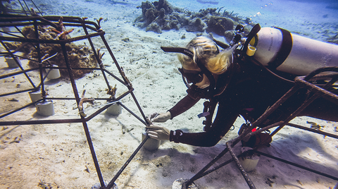 Iberostar Cozumel Coral Reef Restoration Program (Photo: Business Wire)