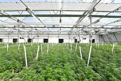 Fluence LEDs provide high-efficiency and high-quality lighting without a significant impact on the localized power grid, or on temperature and humidity in the grow space at Chroni-Co. (Photo: Business Wire)