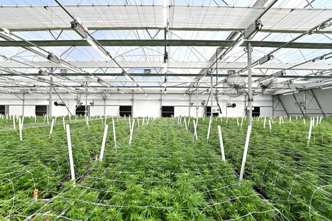 original Fluence LEDs provide high-efficiency and high-quality lighting without a significant impact on the localized power grid, or on temperature and humidity in the grow space at Chroni-Co. (Photo: Business Wire)