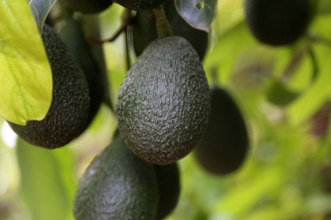thumbnail California Avocado Commission (Photo: Business Wire)