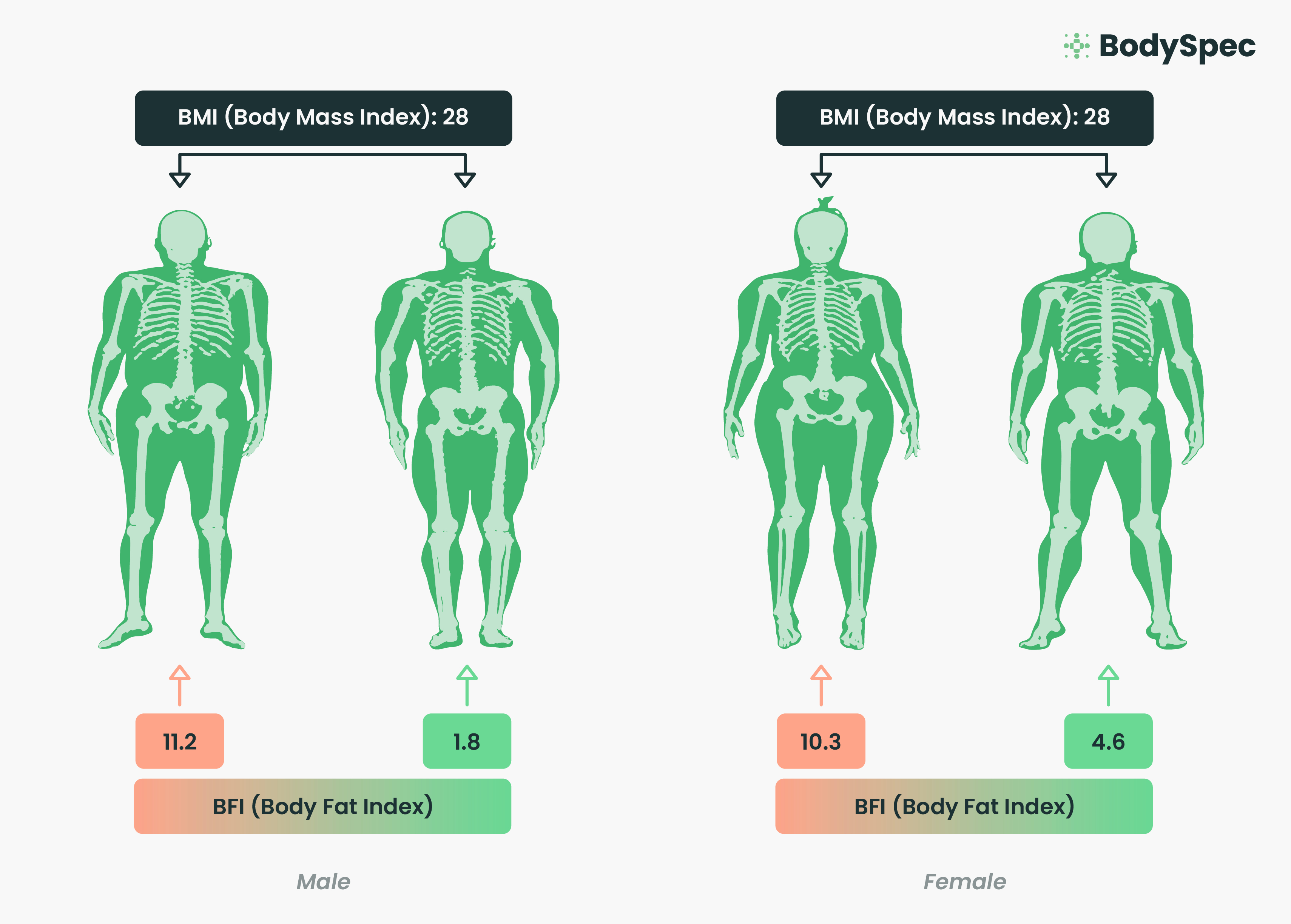 Baseline Body Fat Scale