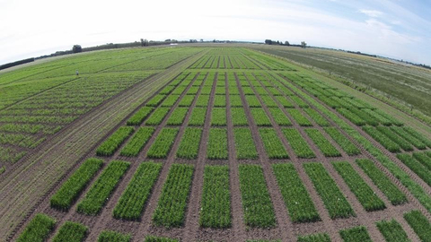 Photo shows a wheat field trial of BioConsortia's nitrogen-fixing microbes testing for increased yields with reduced synthetic fertilizer applications. During 2023 BioConsortia will be testing at hundreds of locations its robust nitrogen-fixing seed treatment products, as well as its new microbial nematicides on numerous broadacre crops, fruits and vegetables. (Photo: Business Wire)