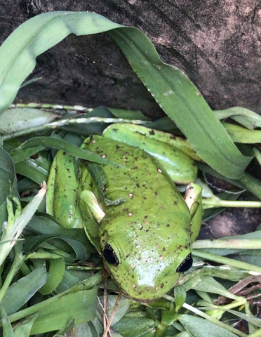 A photo captured at NatureSweet's Tuxcacuesco plant of the Mexican tree frog (Smilisca baudinii), a nocturnal species normally found within lightly forested areas near permanent sources of water. (Photo: Business Wire)