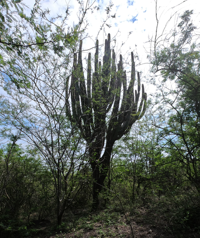 A photo captured at NatureSweet's Tuxcacuesco plant of a cactus native to Mexico (Stenocereus queretaroensis) that is cultivated for its fruit. (Photo: Business Wire)