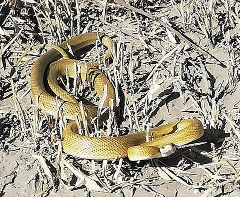 Una serpiente ratonera no venenosa (Senticolis triaspis) que generalmente habita en bosques y pastizles de hoja perenne. (Foto: Business Wire)
