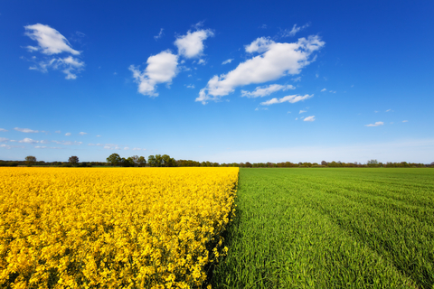 Cultivated land canola and grain field (Photo: Business Wire)