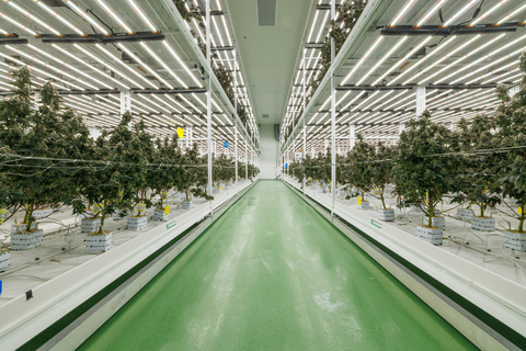 original Fluence LEDs inside Trichome's urban facility have supported 17 full crop growing cycles, all with greater than expected results. (Photo: Business Wire)