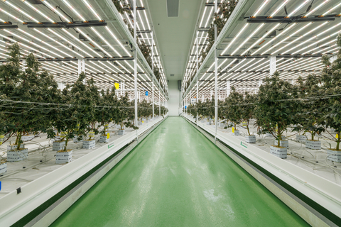 Fluence LEDs inside Trichome's urban facility have supported 17 full crop growing cycles, all with greater than expected results. (Photo: Business Wire)
