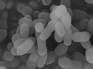 Plasma 乳酸菌 (圖像：美國商業資訊)