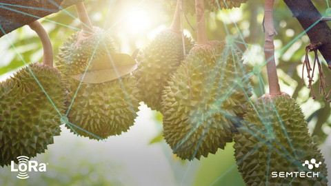 Sustainable Hrvest has deployed LoRa-enabled sensors and LoRaWAN-based gateways across its Durian fruit farms in greater Malaysia, to improve farming practices, lower operational costs and increase crop yields. (Photo: Business Wire)