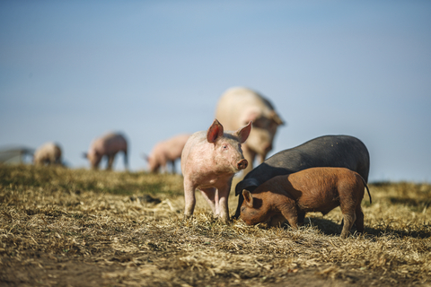Crate-free hogs on Ron Mardesen's Iowa farm. Mardesen supplies pigs to natural meat brand Niman Ranch where all farms are Certified Humane and 100% crate free. (Photo: Business Wire)