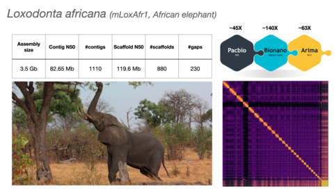 African elephant image and genome assembly statistics; sequencing and assembly platforms used with genome coverage fold; Arima Hi-C assembly map. Credit: Olivier Fedrigo Ph.D., Former Director of the Vertebrate Genomes Laboratory