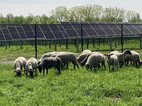 Amherst Solar Farm (Photo: Business Wire)