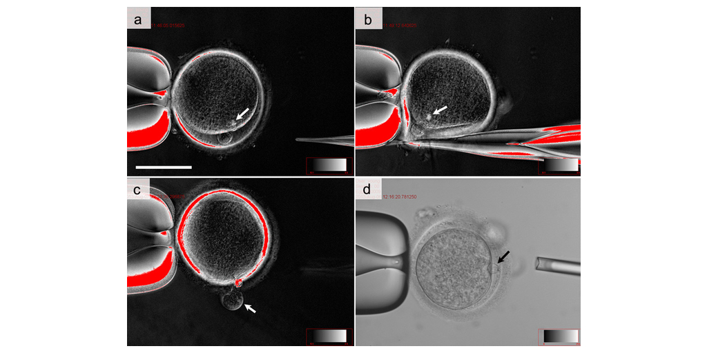 Global Stem Cell Research Leader CHA Medical Bio Group Expands