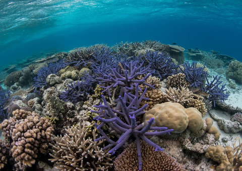 thumbnail Coral reefs, often referred to as the rainforests of the sea, cover less than 1% of the world’s surface area but support 25% of all marine life and over one billion people. Mary Kay’s continued support of The Nature Conservancy’s Global Oceans and Super Reefs programs allows researchers to assess reef health, identify potential super reef locations, and discuss opportunities to improve reef management locally. (Credit: © Enric Sala/National Geographic Pristine)