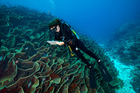 Dr. Elizabeth McLeod, The Nature Conservancy’s Global Oceans Director, conducting research in Ulong Channel, Palau as part of the Super Reefs project, a collaborative effort to discover the secrets of “super reefs” with support from Mary Kay. (Credit: © Kip Evans/CCC Marketing)