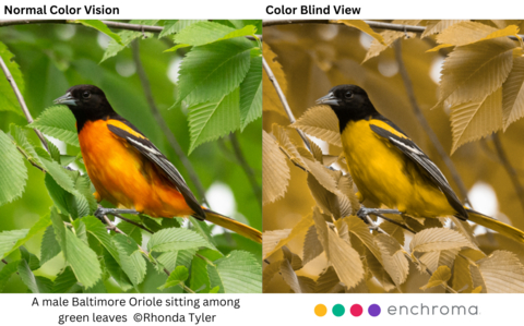 How Color Blind People See a Male Baltimore Oriole at Detroit River International Wildlife Refuge. (Photo by Rhonda Tyler)