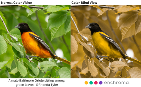 original How Color Blind People See a Male Baltimore Oriole at Detroit River International Wildlife Refuge. (Photo by Rhonda Tyler)