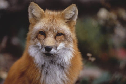 thumbnail Le renard roux est présent dans toutes les provinces et tous les territoires du Canada. De la toundra aux forêts, des prairies aux zones urbaines, le soutien de CARFAX Canada envers le WWF-Canada aidera à protéger les écosystèmes et les habitats divers qui forment la demeure du renard roux. © Howard Buffett / WWF-États-Unis