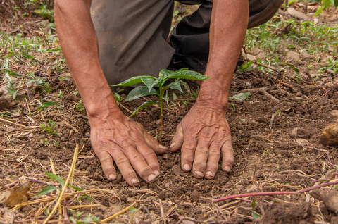 2013年，Mary Kay開始支持世界各地的大規模造林專案，包括美國、巴西、中國、德國、愛爾蘭、秘魯和馬達加斯加。2023年，Mary Kay計畫在美國、墨西哥和西班牙再種植10萬棵樹。（圖片來源：植樹節基金會）